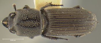 Media type: image;   Entomology 29590 Aspect: habitus dorsal view